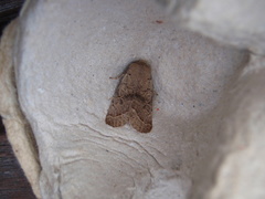 Orthosia cerasi