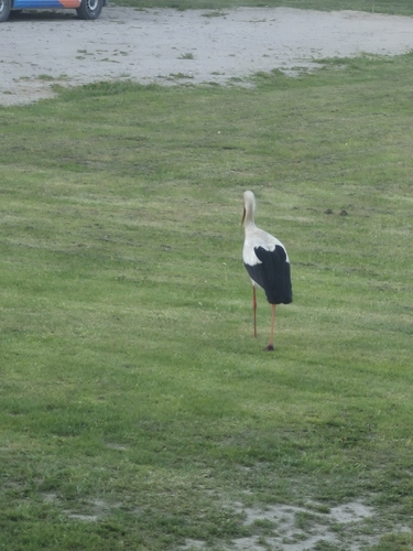 White Stork