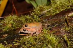 Pristimantis parvillus