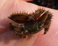 Hapalogaster