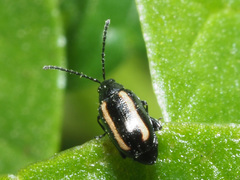 Phyllotreta undulata