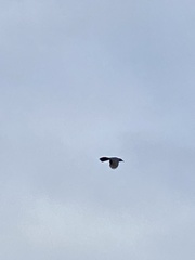 Aphelocoma californica