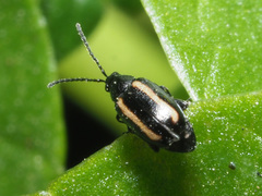 Phyllotreta undulata