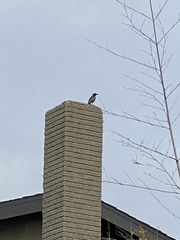 Aphelocoma californica