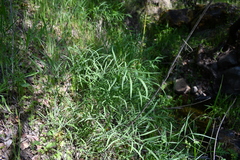 Perideridia kelloggii