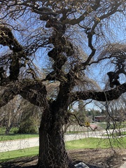 Ulmus glabra camperdownii