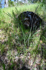 Perideridia kelloggii