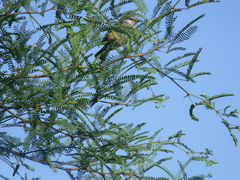 Pyrocephalus rubinus