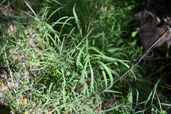 Perideridia kelloggii