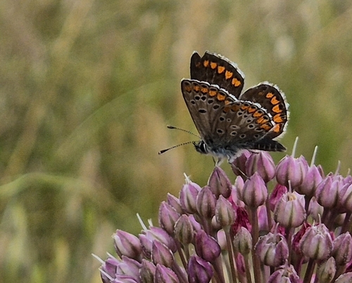 Brown Argus