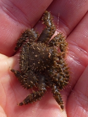 Hapalogaster