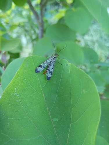 Common European Scorpionfly