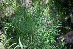 Perideridia kelloggii