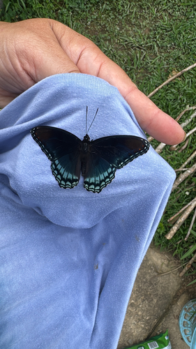Red-spotted Purple