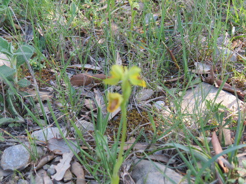 Ophrys lutea, photograph 5