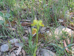 Ophrys lutea, photograph author not stated, no rights reserved