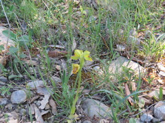 Ophrys lutea, photograph author not stated, no rights reserved