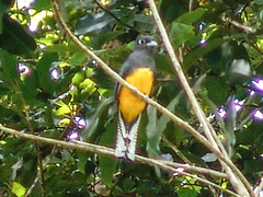 Trogon violaceus