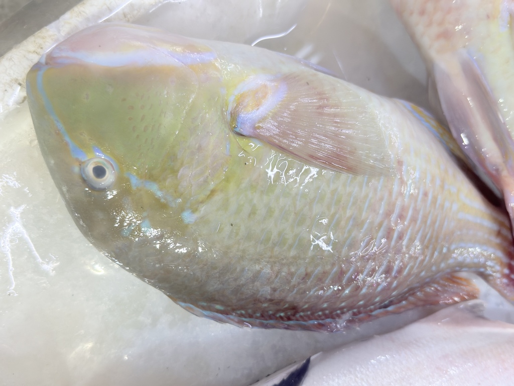 Blackspot Tuskfish