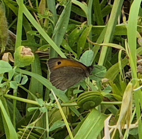 Meadow Brown