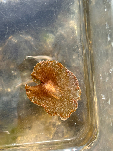 Paraplanocera oligoglena observed 2026-05-28