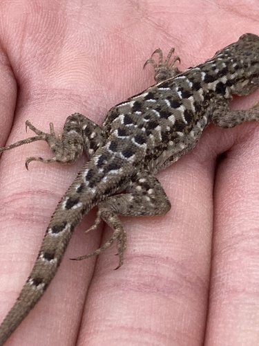 iNaturalist observation photo of Sceloporine Lizards