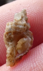 Paciocinebrina interfossa