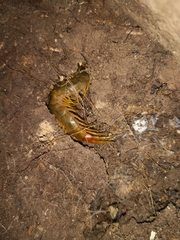 Scolopendra cingulata