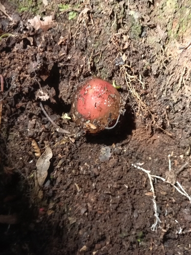 stalked puffball-in-aspic