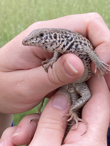 iNaturalist observation photo of Western Whiptail