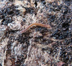 Proteroiulus fuscus