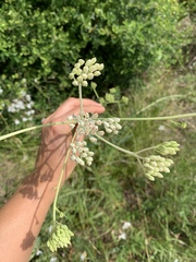 Arnoglossum ovatum