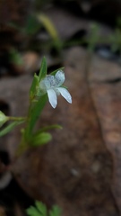 Collinsia sparsiflora collina
