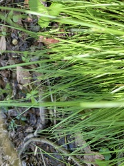 Carex radiata