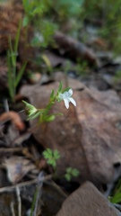 Collinsia sparsiflora collina
