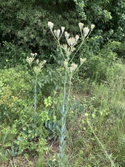 Arnoglossum ovatum