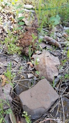Collinsia sparsiflora collina