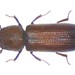 Lesser Grain Borer - Photo (c) Udo Schmidt, some rights reserved (CC BY-SA)