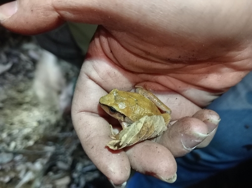 Polymorphic Robber Frog