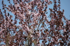 Prunus