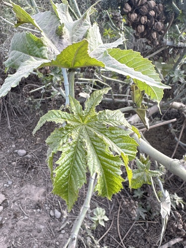 castor bean
