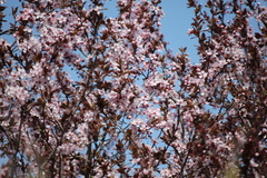 Prunus