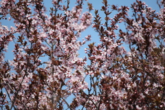 Prunus