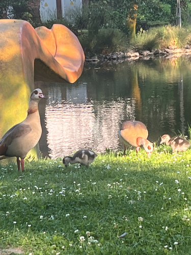 Egyptian Goose