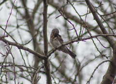 Turdus pilaris