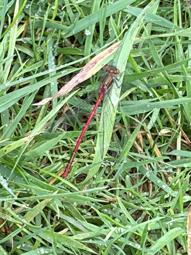 Large Red Damselfly