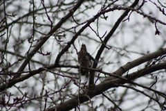 Turdus pilaris