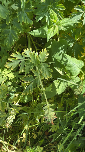 Corydalis nobilis, photograph 5