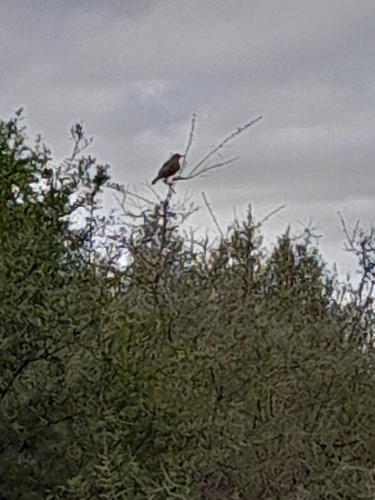 Rufous Hornero