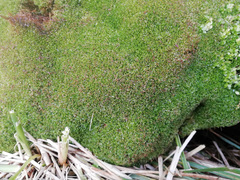 Clasmatocolea vermicularis
